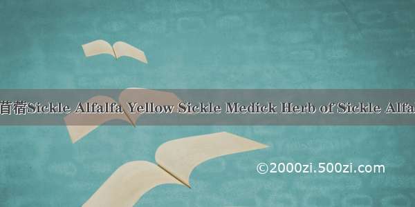 野苜蓿Sickle Alfalfa Yellow Sickle Medick Herb of Sickle Alfalfa