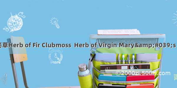 小接筋草Herb of Fir Clubmoss  Herb of Virgin Mary&#039;s Furze