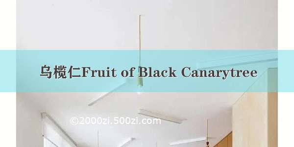 乌榄仁Fruit of Black Canarytree