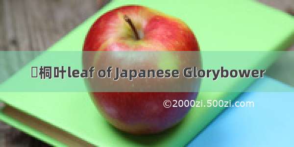 赪桐叶leaf of Japanese Glorybower