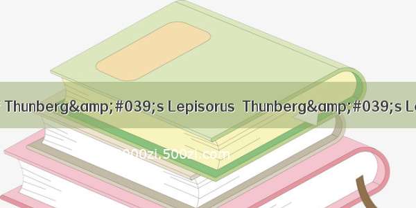瓦韦Herb of Thunberg&#039;s Lepisorus  Thunberg&#039;s Lepisorus