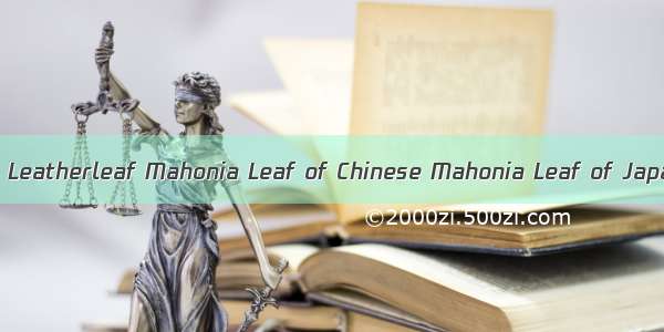 十大功劳叶Leaf of Leatherleaf Mahonia Leaf of Chinese Mahonia Leaf of Japanese Mahonia