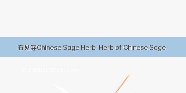 石见穿Chinese Sage Herb  Herb of Chinese Sage