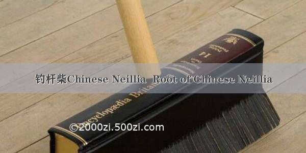 钓杆柴Chinese Neillia  Root of Chinese Neillia