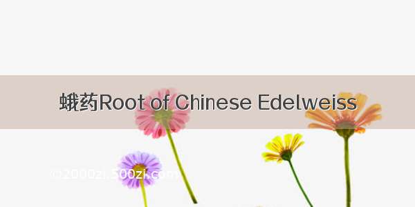 蛾药Root of Chinese Edelweiss