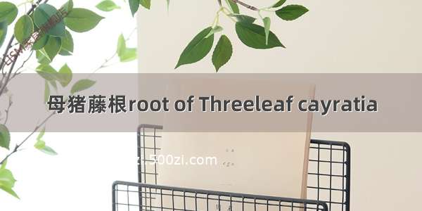 母猪藤根root of Threeleaf cayratia