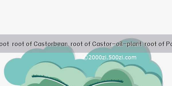 蓖麻根Castor root  root of Castorbean  root of Castor-oil-plant  root of Palma christi