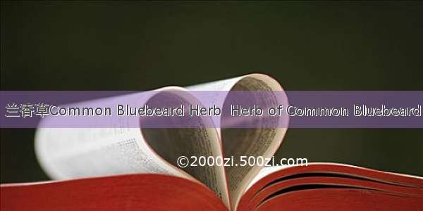 兰香草Common Bluebeard Herb  Herb of Common Bluebeard