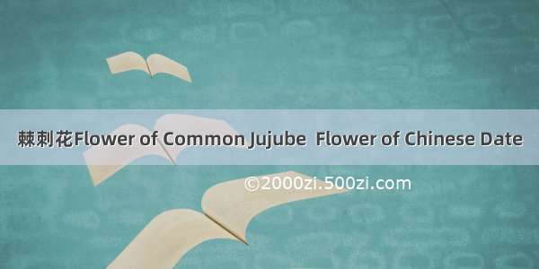 棘刺花Flower of Common Jujube  Flower of Chinese Date