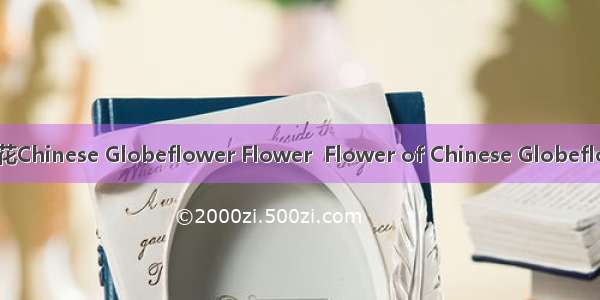 金莲花Chinese Globeflower Flower  Flower of Chinese Globeflower