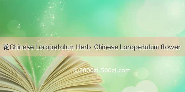 檵花Chinese Loropetalum Herb  Chinese Loropetalum flower