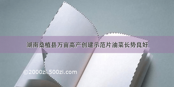 湖南桑植县万亩高产创建示范片油菜长势良好