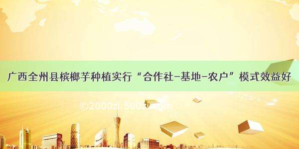 广西全州县槟榔芋种植实行“合作社-基地-农户”模式效益好