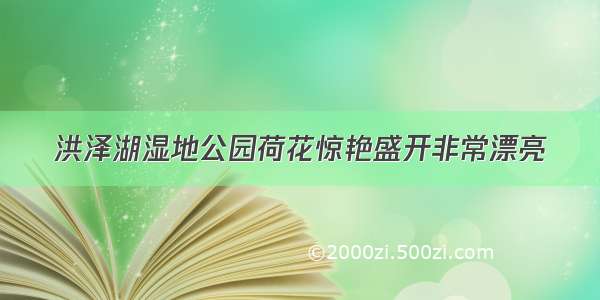 洪泽湖湿地公园荷花惊艳盛开非常漂亮