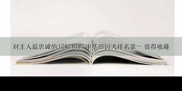 对主人最忠诚的10种狗狗 中华田园犬排名第一 值得收藏