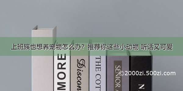 上班族也想养宠物怎么办？推荐你这些小动物 听话又可爱