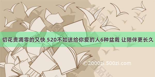 切花贵凋零的又快 520不如送给你爱的人6种盆栽 让陪伴更长久