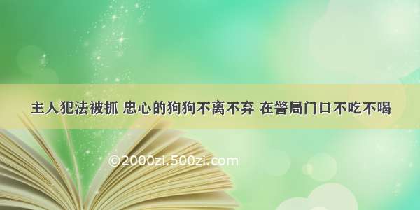 主人犯法被抓 忠心的狗狗不离不弃 在警局门口不吃不喝