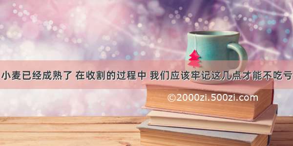 小麦已经成熟了 在收割的过程中 我们应该牢记这几点才能不吃亏