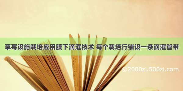 草莓设施栽培应用膜下滴灌技术 每个栽培行铺设一条滴灌管带