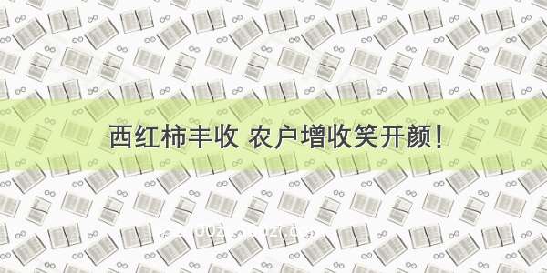 西红柿丰收 农户增收笑开颜！