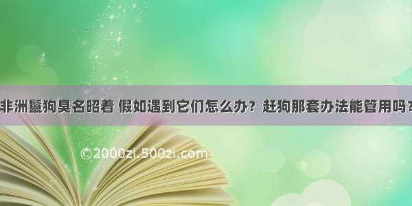 非洲鬣狗臭名昭着 假如遇到它们怎么办？赶狗那套办法能管用吗？