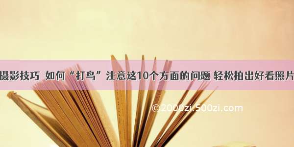 摄影技巧｜如何“打鸟”注意这10个方面的问题 轻松拍出好看照片