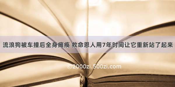 流浪狗被车撞后全身瘫痪 救命恩人用7年时间让它重新站了起来