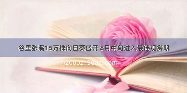 谷里张溪15万株向日葵盛开 8月中旬进入最佳观赏期