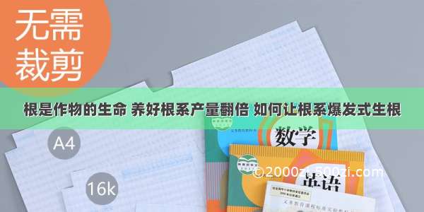 根是作物的生命 养好根系产量翻倍 如何让根系爆发式生根