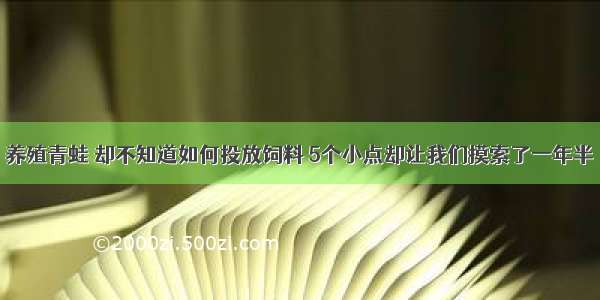 养殖青蛙 却不知道如何投放饲料 5个小点却让我们摸索了一年半