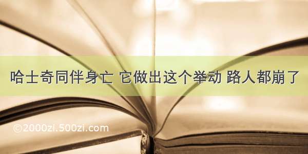 哈士奇同伴身亡 它做出这个举动 路人都崩了