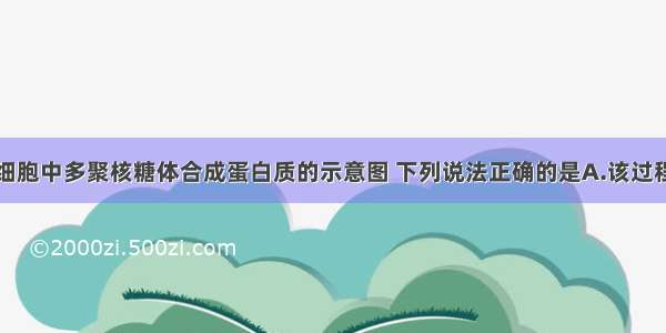 下图为真核细胞中多聚核糖体合成蛋白质的示意图 下列说法正确的是A.该过程表明核糖体