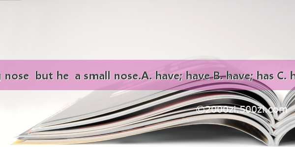 I  a big nose  but he  a small nose.A. have; have B. have; has C. has; has