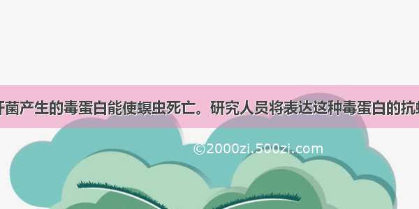 苏云金芽孢杆菌产生的毒蛋白能使螟虫死亡。研究人员将表达这种毒蛋白的抗螟虫基因转入