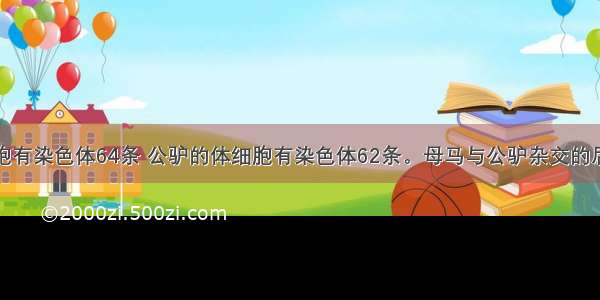 母马的体细胞有染色体64条 公驴的体细胞有染色体62条。母马与公驴杂交的后代骡的体细